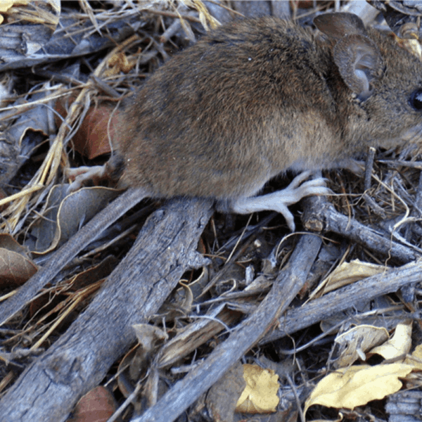 atón colilargo, principal transmisor del hantavirus en Chile.
