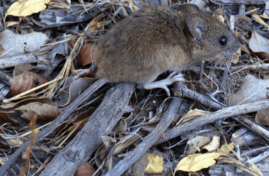 atón colilargo, principal transmisor del hantavirus en Chile.