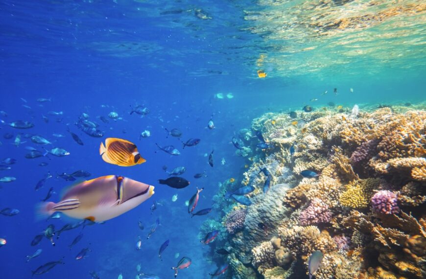 El océano se está quedando sin oxígeno: estudio alerta sobre un riesgo creciente para la vida en la Tierra