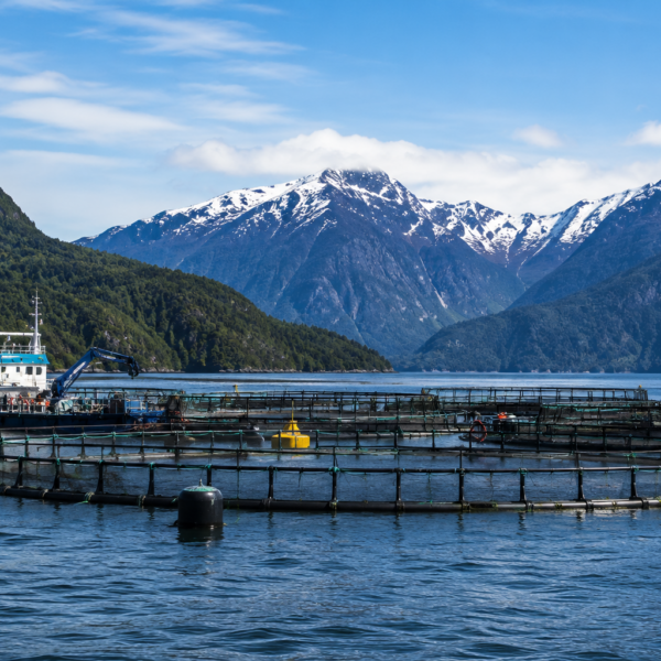 Centro de cultivo de salmones instalado entre fiordos de la Patagonia chilena, territorio involucrado en la discusión sobre evaluación ambiental.