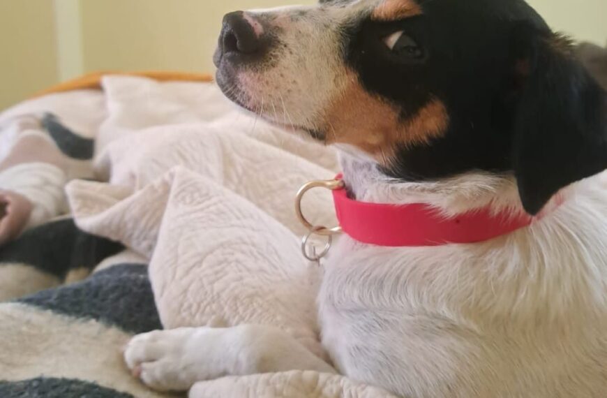 SAG implementará apoyo veterinario para mascotas…
