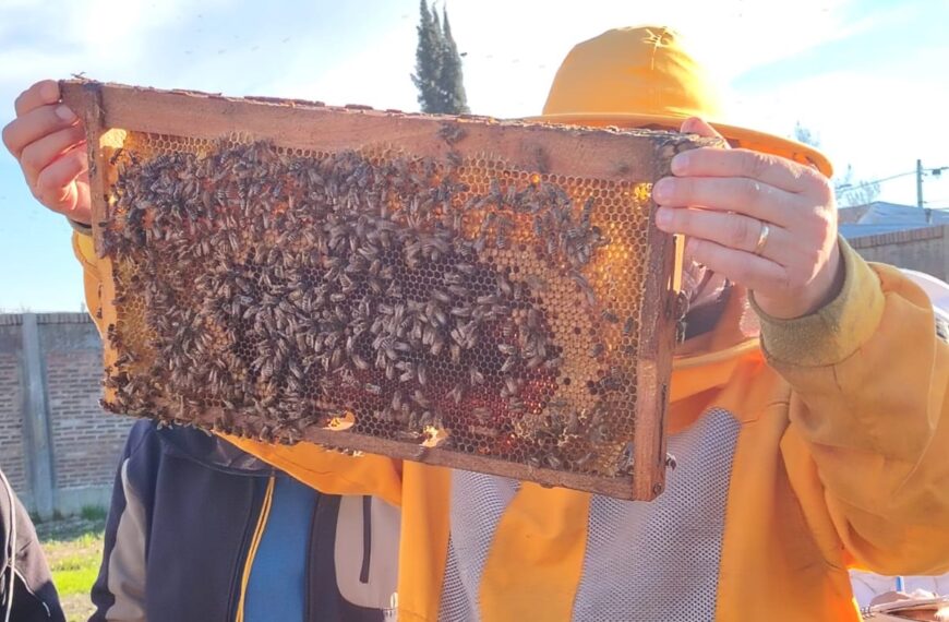Apicultor sostiene un marco de colmena cubierto de abejas durante una jornada de capacitación sobre polinización y producción apícola en Yerbas Buenas.