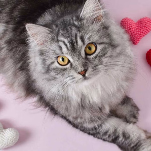 Gato te mira fijo rodeado de corazones tejidos.