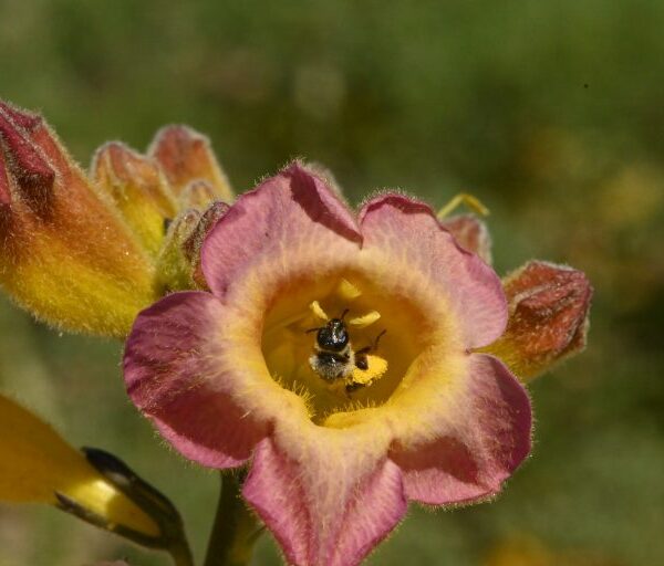 Abeja en el centro de una flor de pétalos rosados y amarillos.