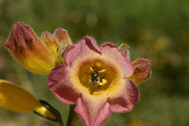 Abeja en el centro de una flor de pétalos rosados y amarillos.