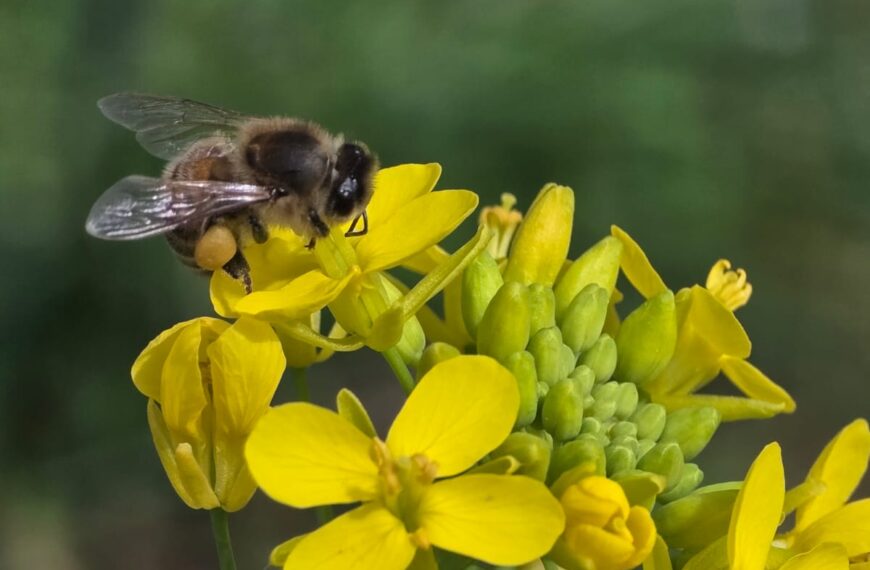 Abeja recolecta polen sobre flores amarillas.