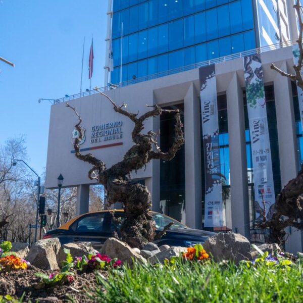 Parras centenarias frente al edificio del Gobierno Regional del Maule en Talca.