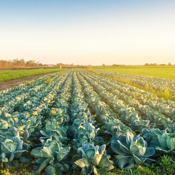 Agricultores del Maule buscan ampliar cobertura frente a eventos climáticos extremos