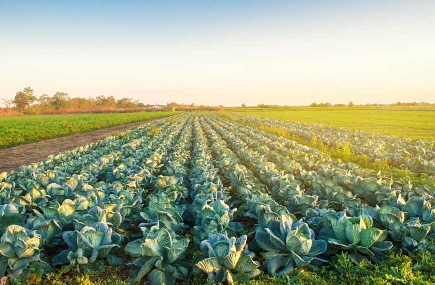 Agricultores del Maule buscan ampliar cobertura frente a eventos climáticos extremos