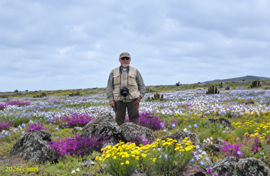Samuel Barros posa entre flores y vegetación del Desierto Florido.