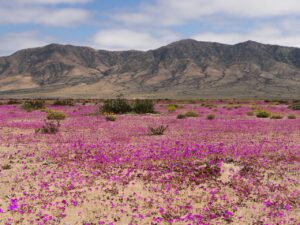 Desierto, montañas y cruceros: Chile vuelve a destacar&hellip;