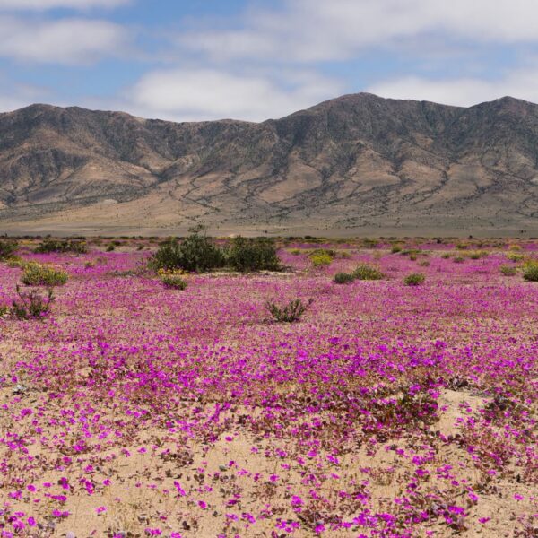 Desierto, montañas y cruceros: Chile vuelve a destacar en los premios del turismo