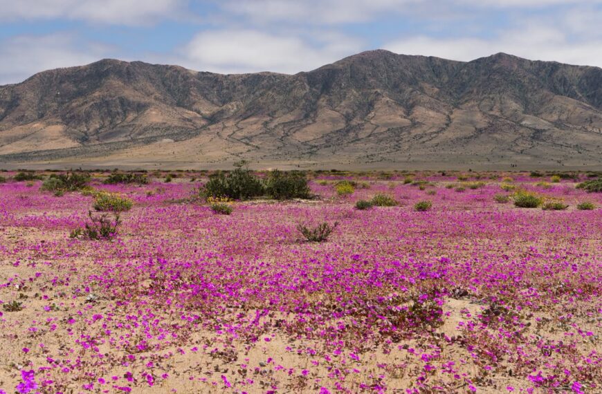 Desierto, montañas y cruceros: Chile vuelve a destacar en los premios del turismo