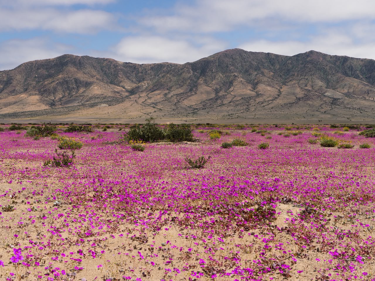 Desierto, montañas y cruceros: Chile vuelve a destacar en&hellip;