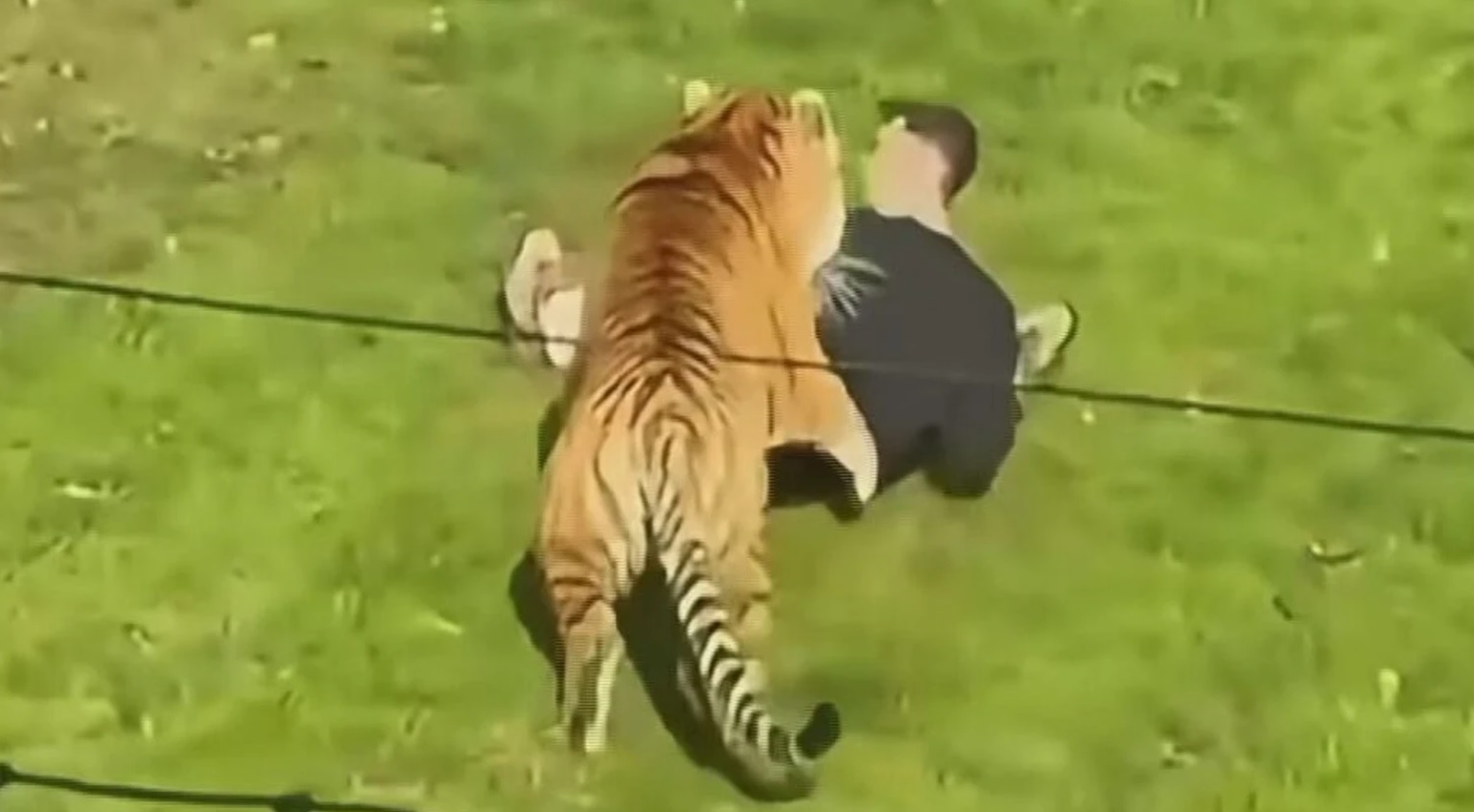 Tragedia en zoológico de Inglaterra: hombre muere tras ingresar&hellip;